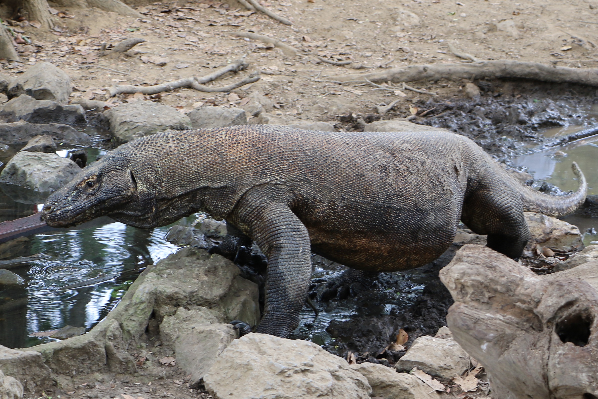 コモド諸島旅行はサラトラベルコモド