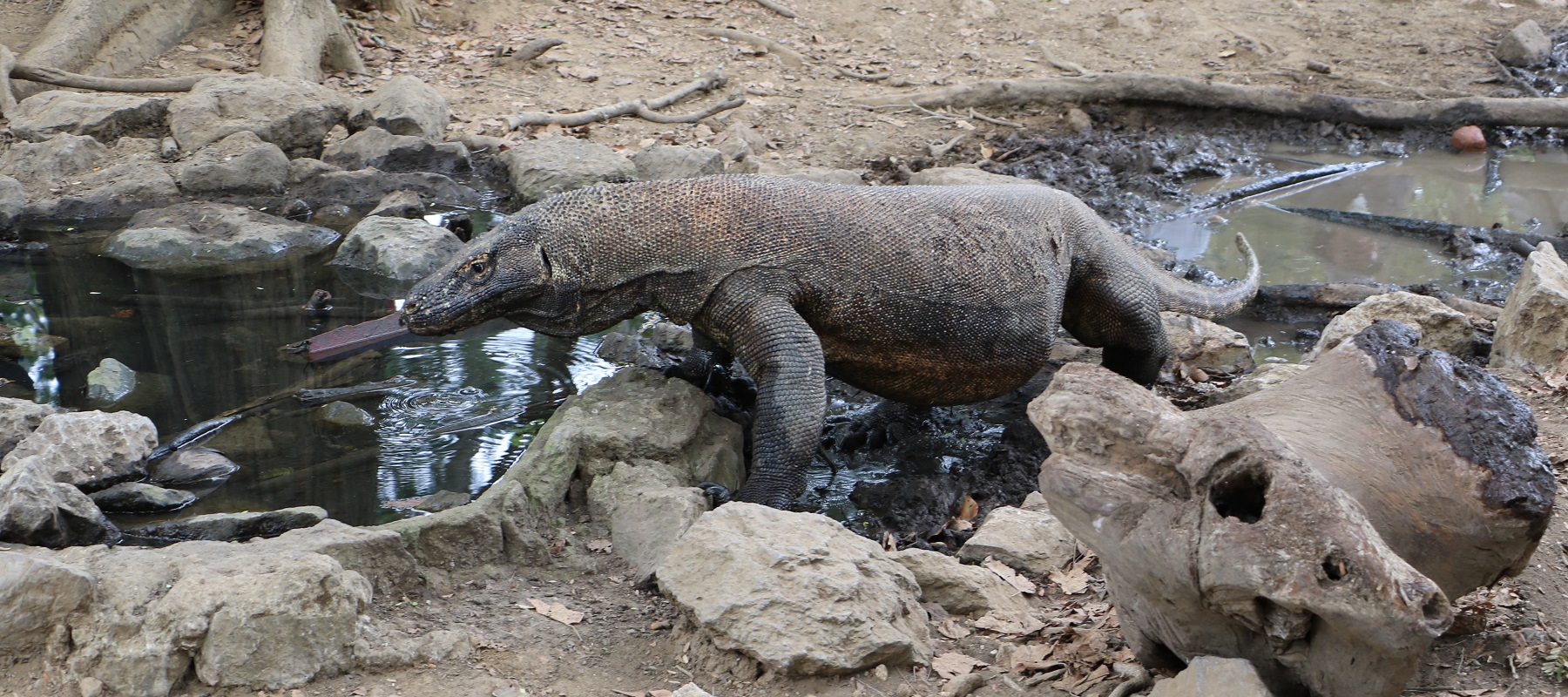 コモド諸島旅行はサラトラベルコモド