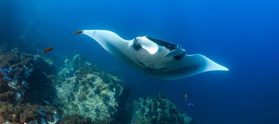 コモド諸島旅行はサラトラベルコモド