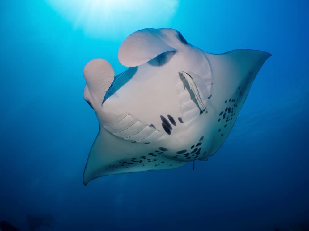 コモド諸島旅行はサラトラベルコモド