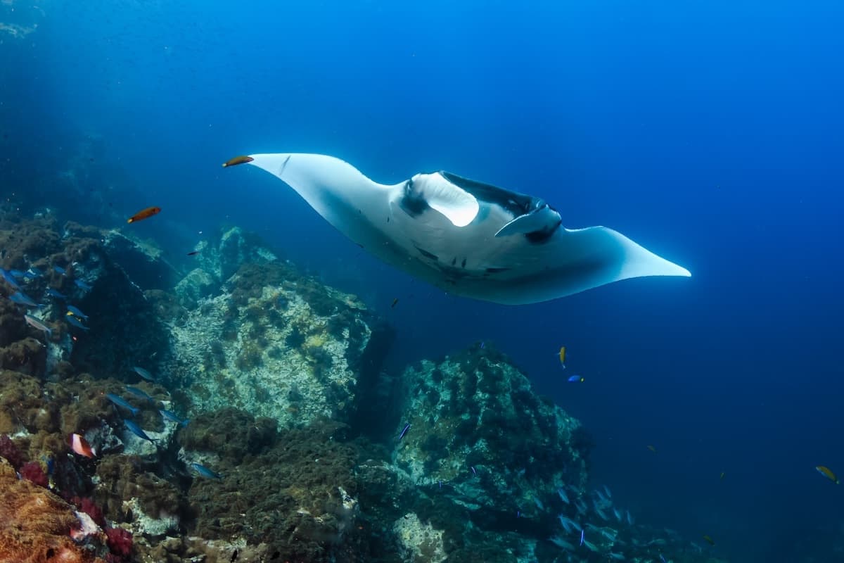 バリ発コモド日帰り観光|コモド諸島旅行はサラトラベルコモド